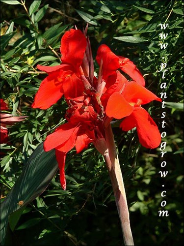 Canna Ambassador
medium to tall, bright red, red-brown with stripes